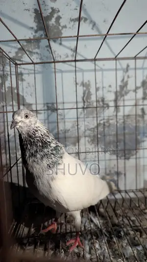 Pigeons