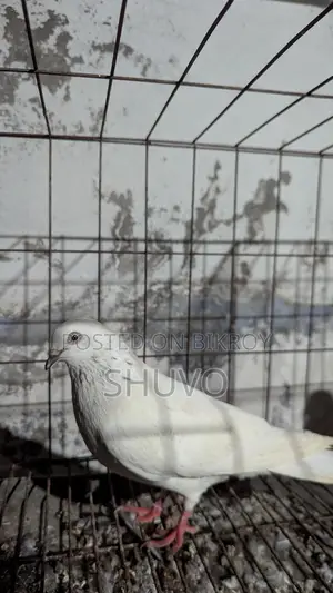 Pigeons