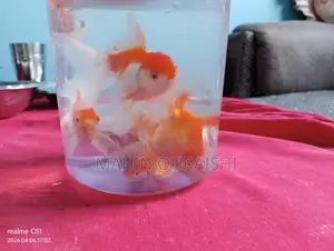 Balloon Molly