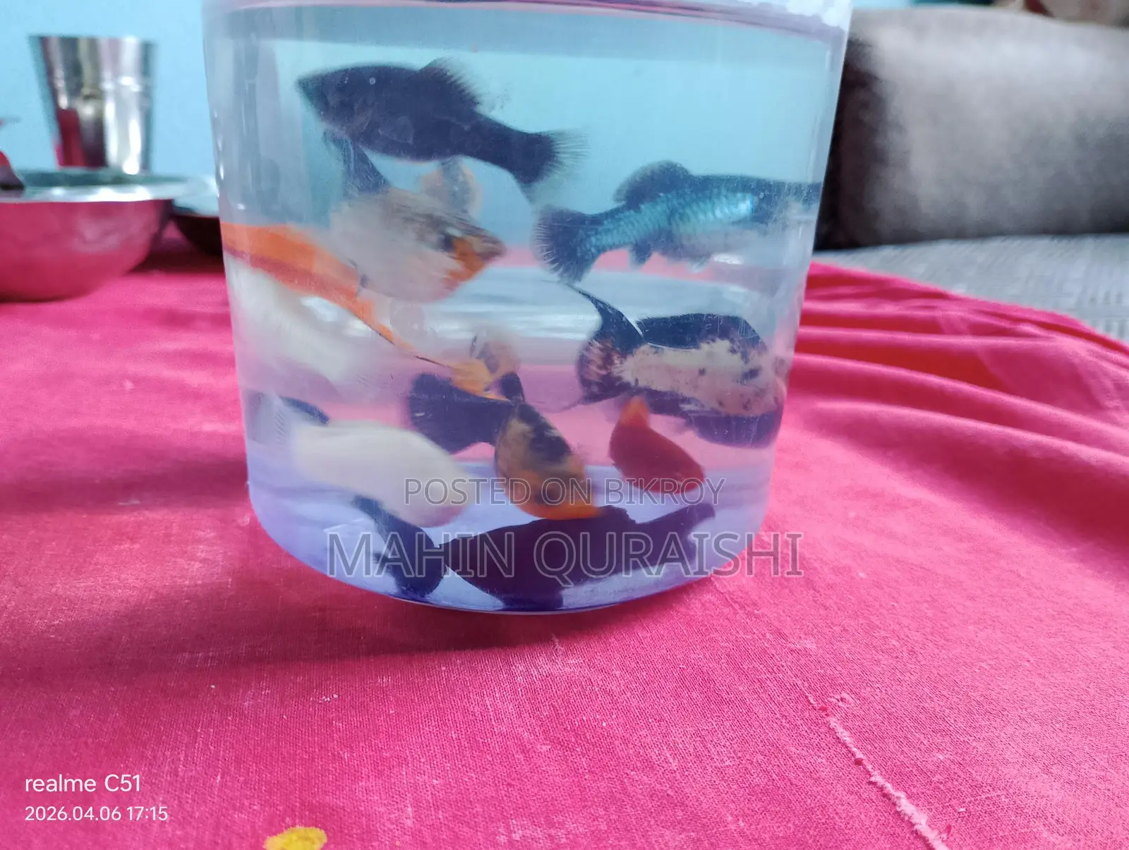 Balloon Molly