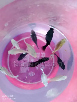 Balloon Molly