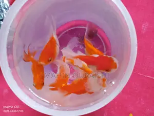 Balloon Molly