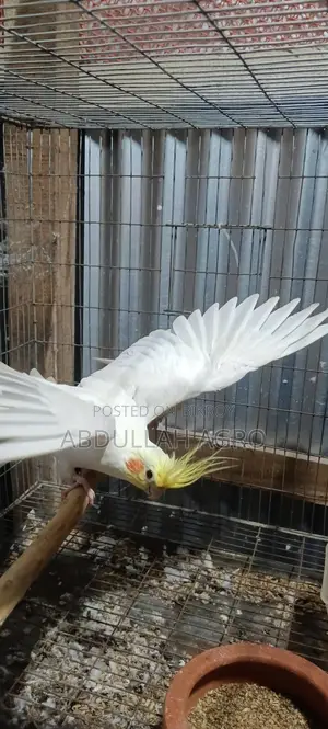 Cockatiel birds for sale