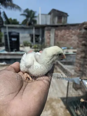 আসিল মুরগির বাচ্চা