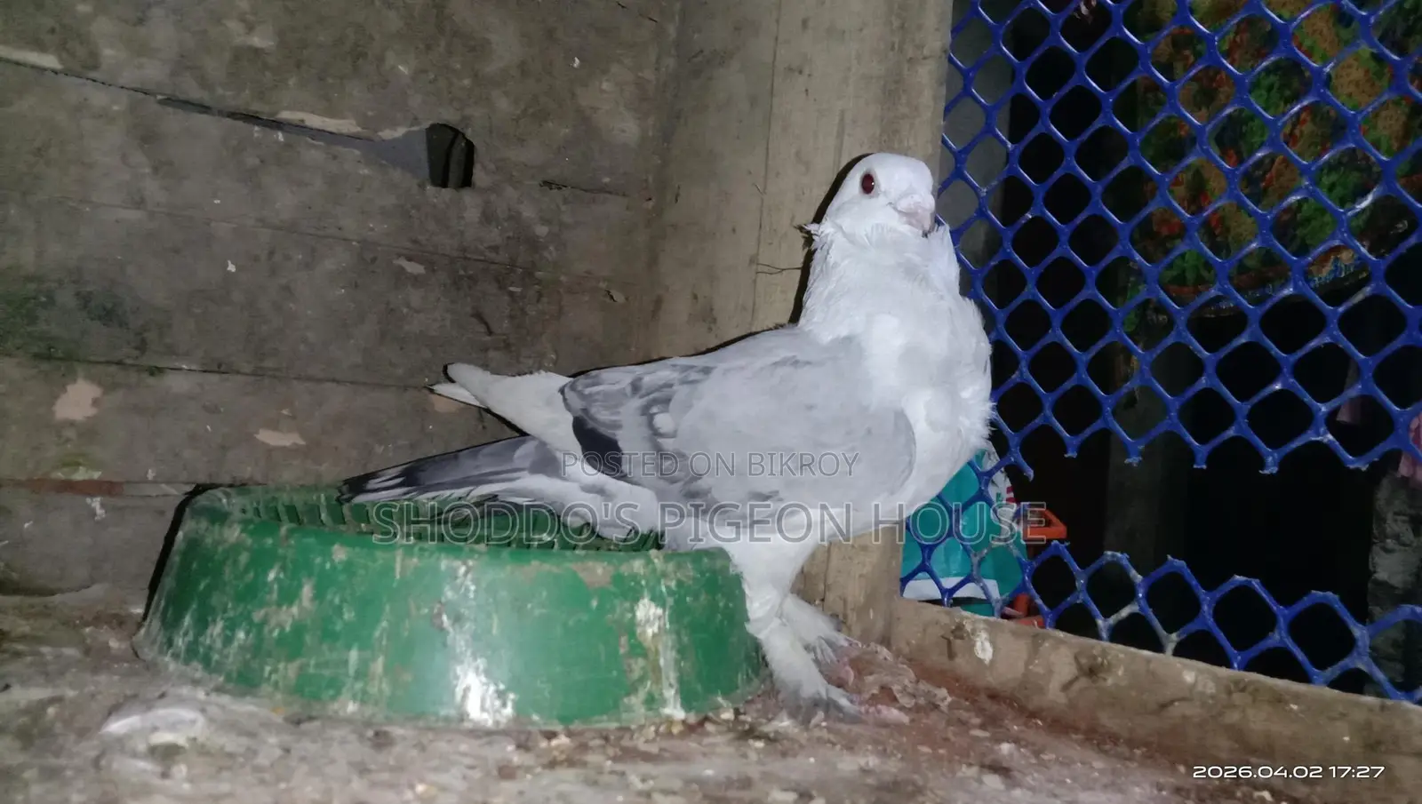কবুতর বিক্রি হবে