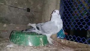 কবুতর বিক্রি হবে