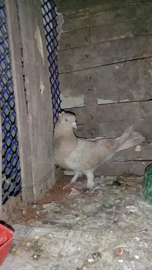 কবুতর বিক্রি হবে