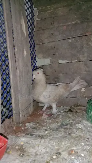 কবুতর বিক্রি হবে