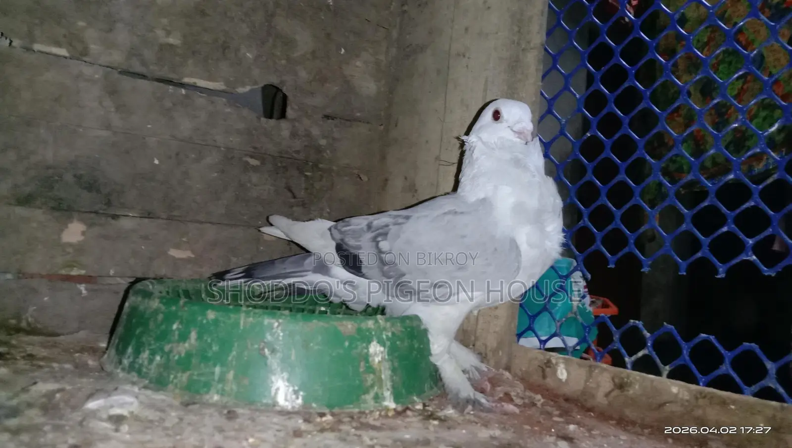 কবুতর বিক্রি হবে