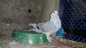 কবুতর বিক্রি হবে