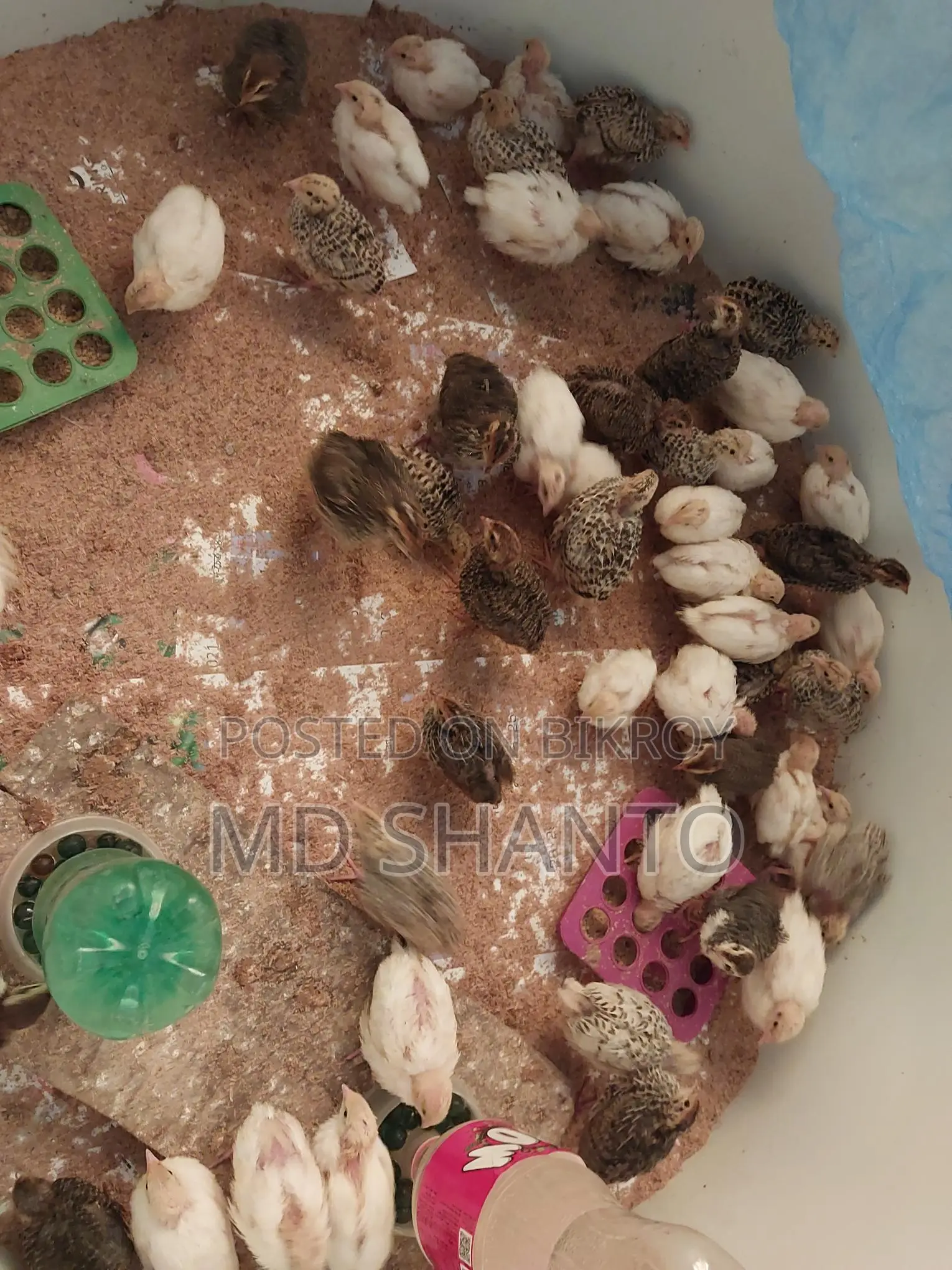 European Quail