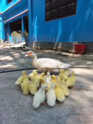 পিউর সাদা চীনা হাসের বাচ্চা | white muscovy duck