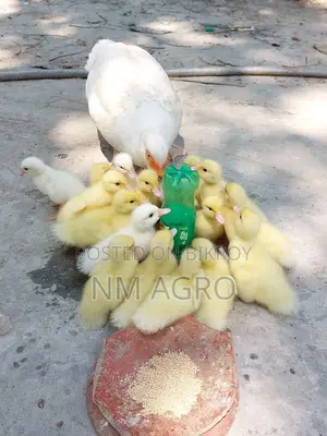 Pure White Muscovy Ducklings