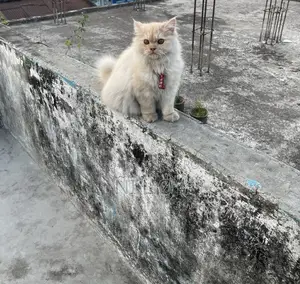 Pure Persian Male Kitten