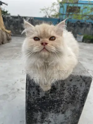 Pure Persian Male Kitten