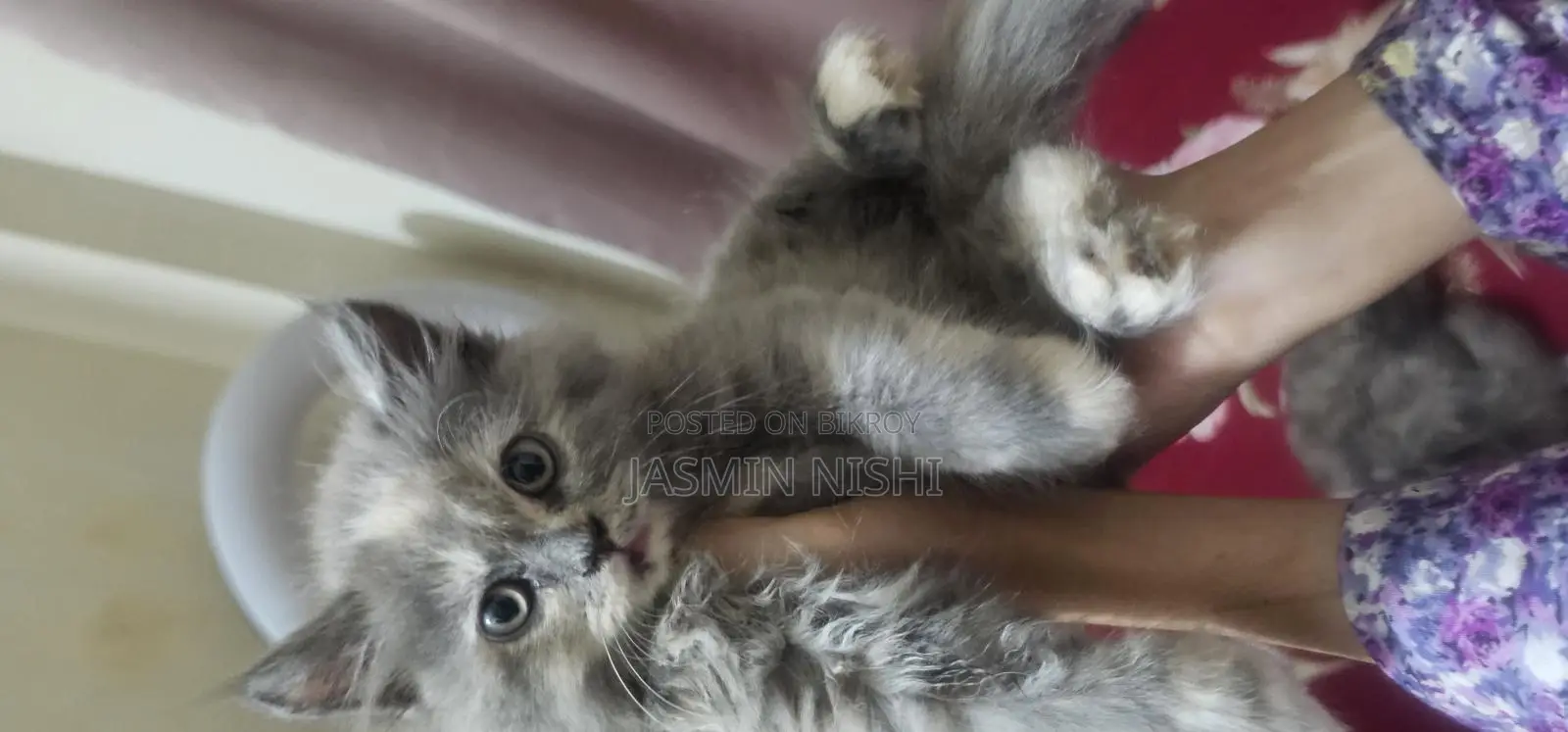 Cat for sale emergency