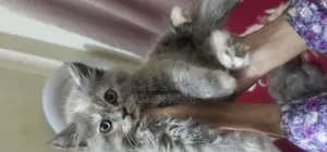 Cat for sale emergency