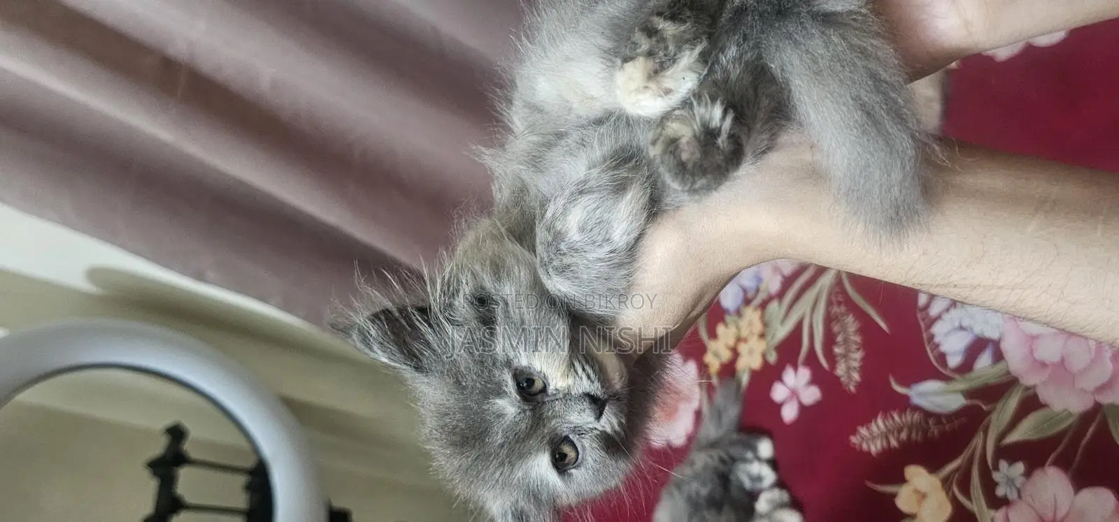 Cat for sale emergency