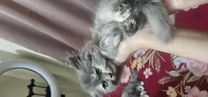 Cat for sale emergency