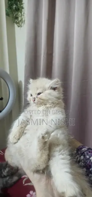 Cat for sale emergency