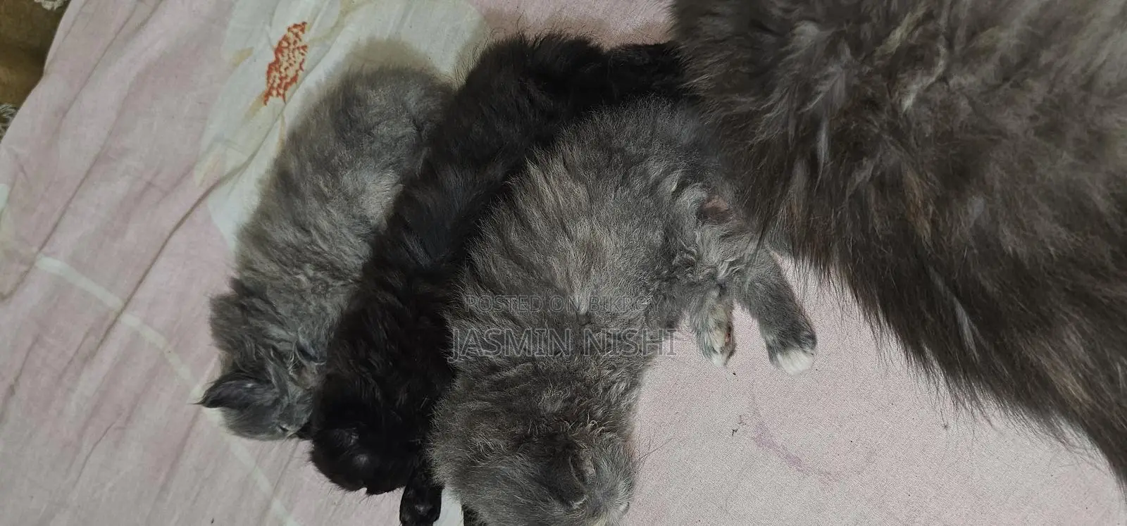 Cat for sale emergency