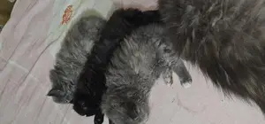 Cat for sale emergency
