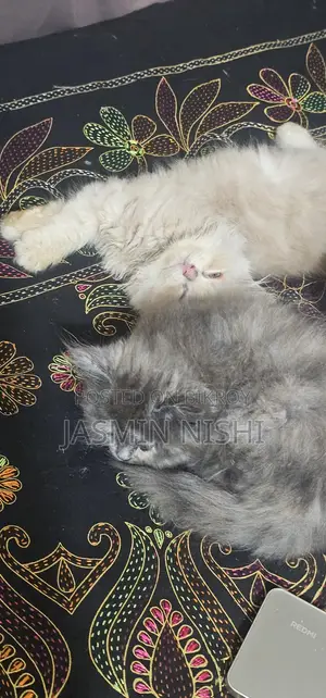 Cat for sale emergency