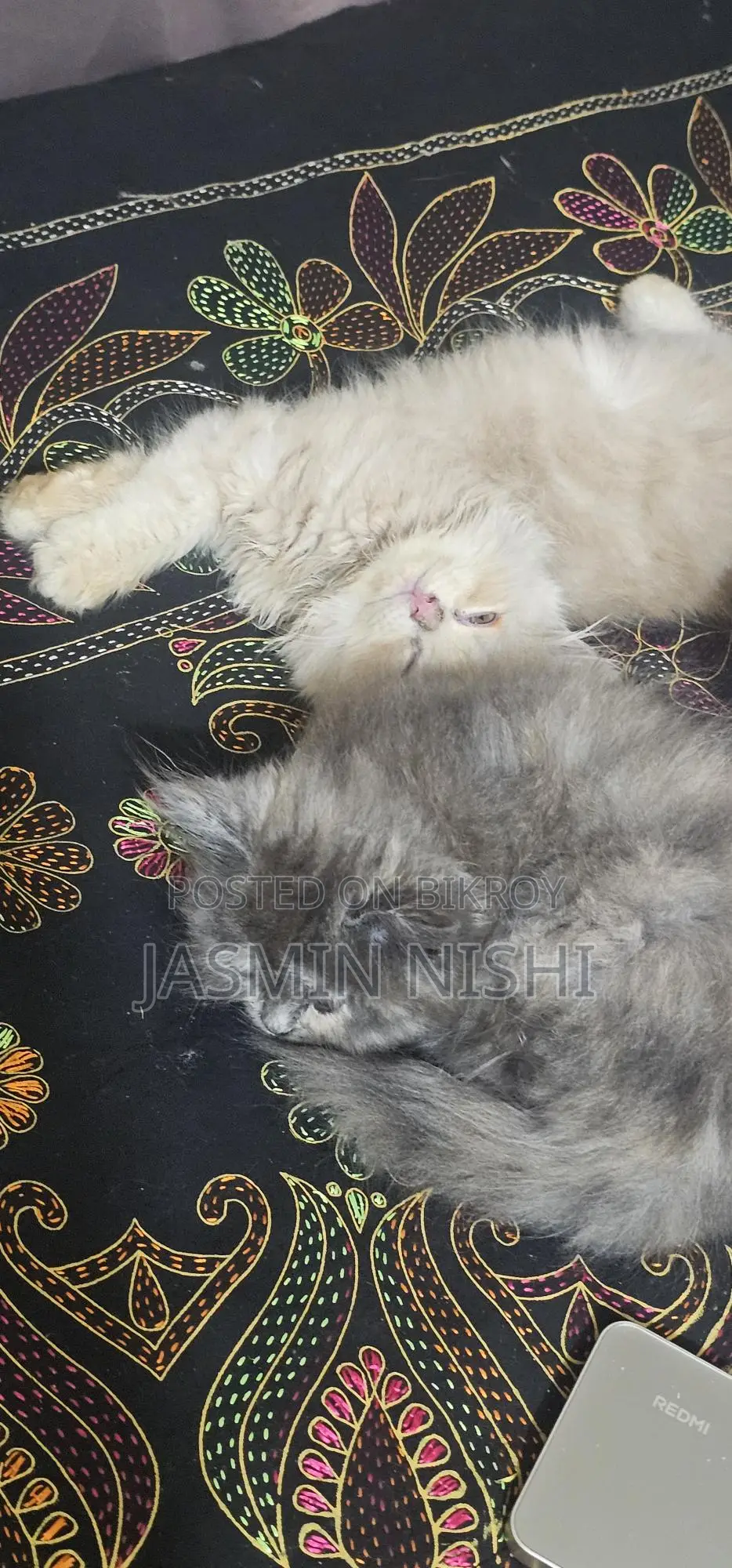 Cat for sale emergency