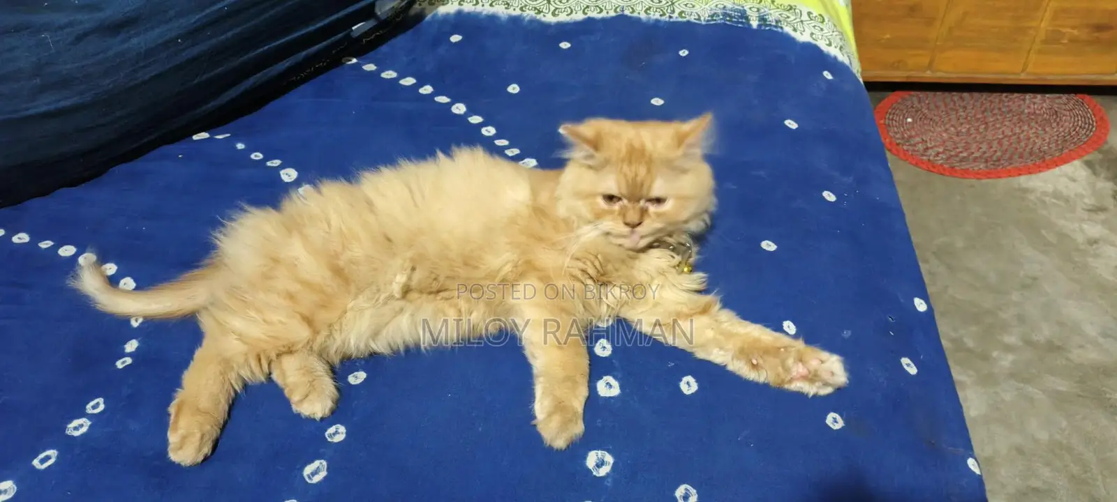 Cat for Sale
