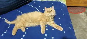 Cat for Sale