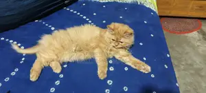 Cat for Sale