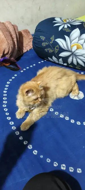 Cat for Sale