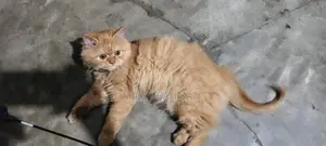 Cat for Sale