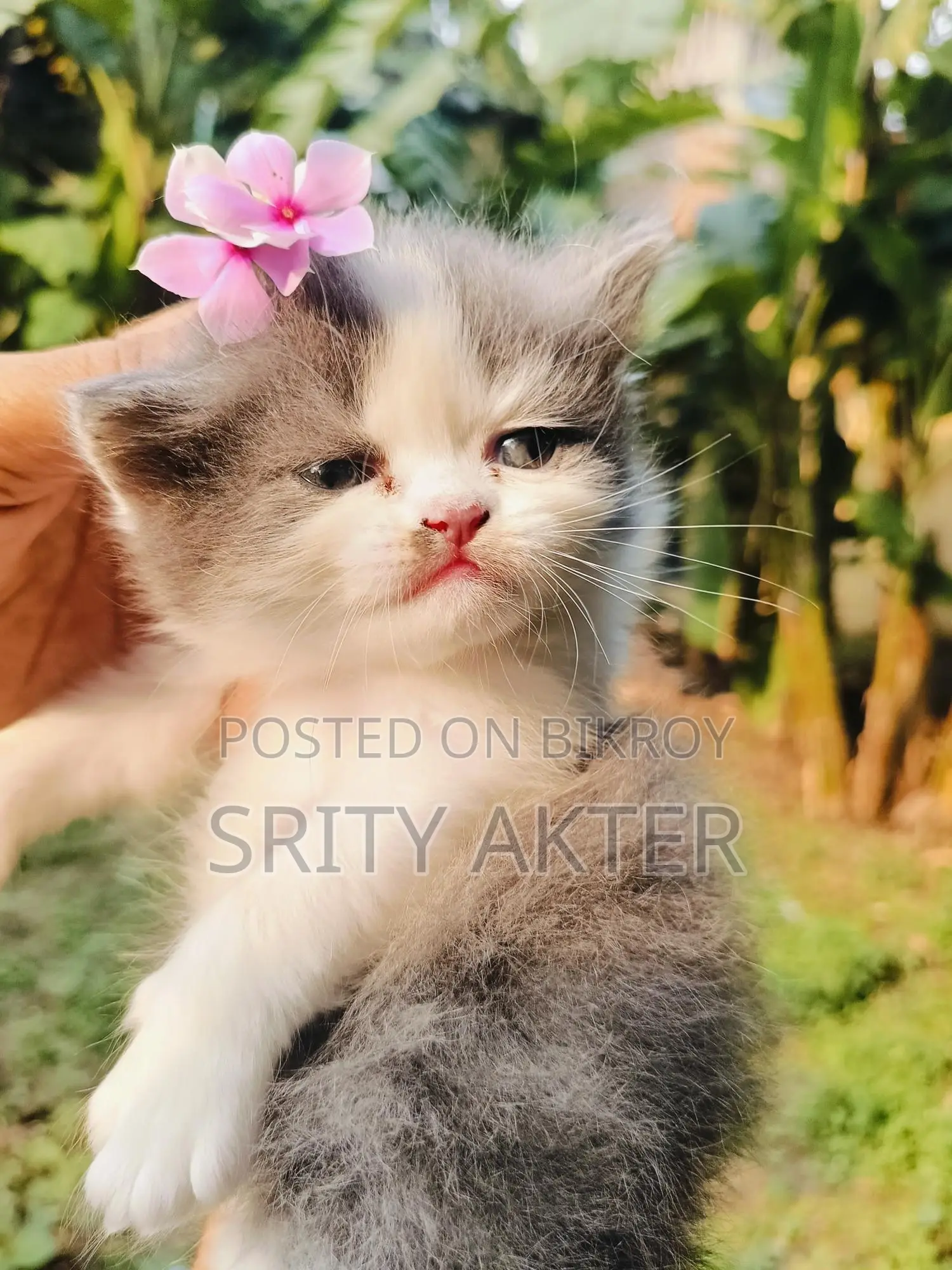 Pure Persian Doll Face