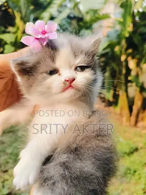 Pure Persian Doll Face