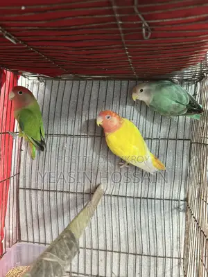 Lovebirds