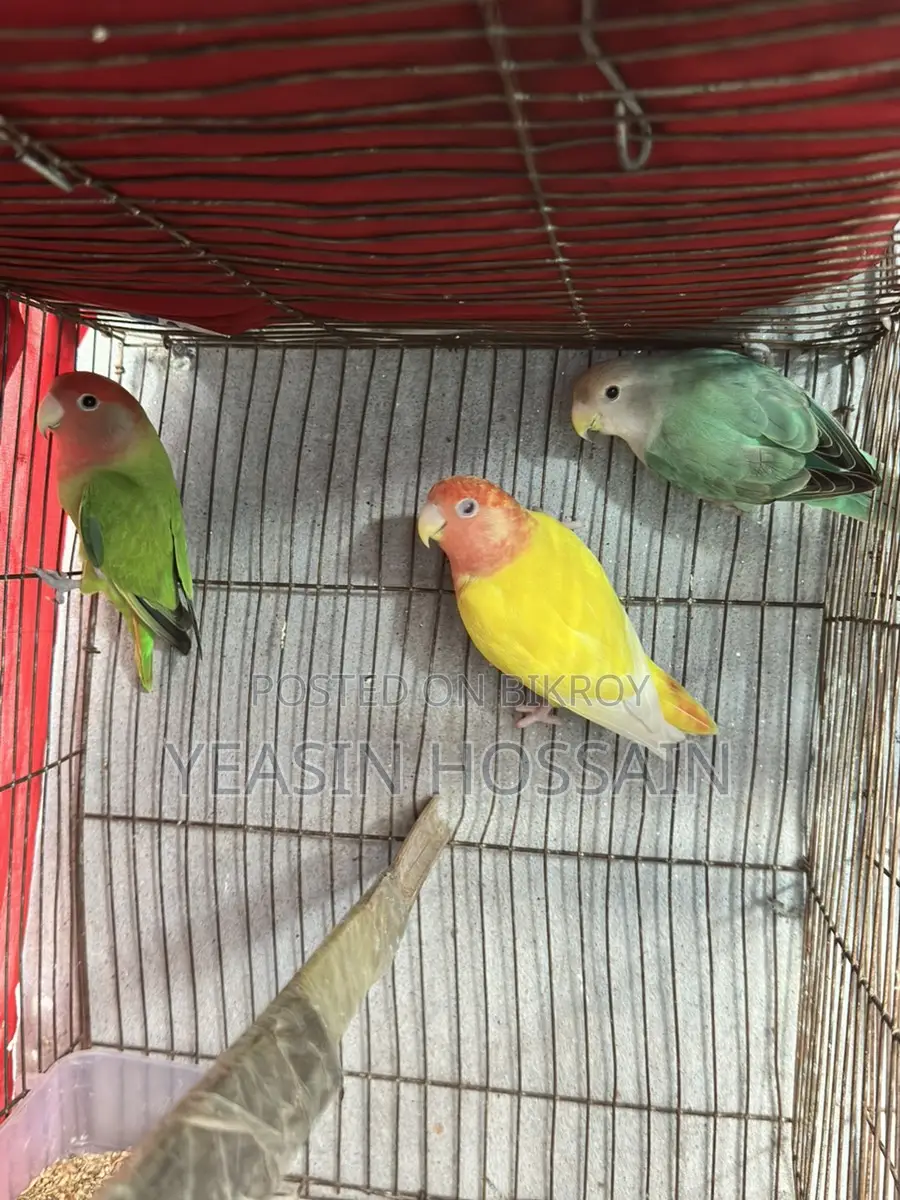 Lovebirds