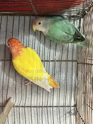 Lovebirds