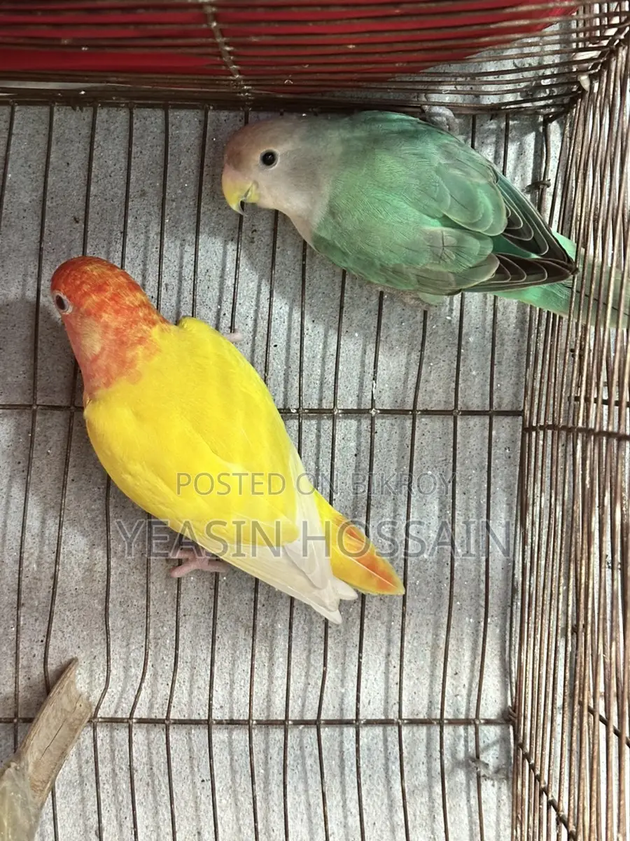 Lovebirds