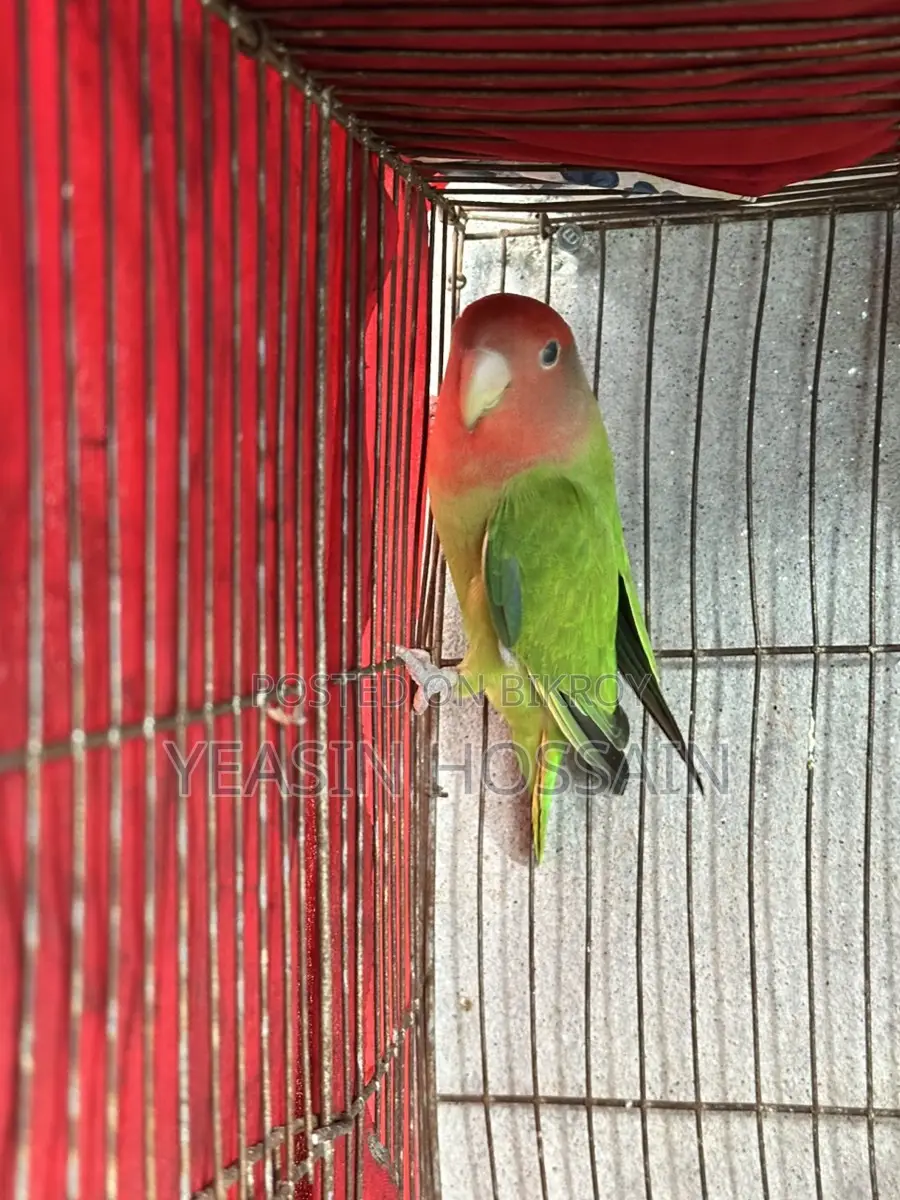 Lovebirds