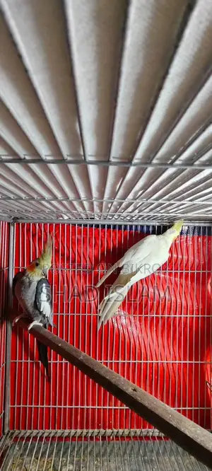 Cockatiel Bird for Sale