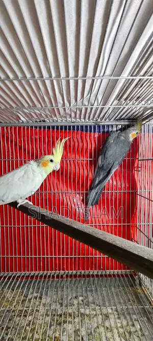 Cockatiel Bird for Sale