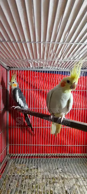 Cockatiel Bird for Sale