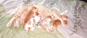 Urgent Cat Adoption