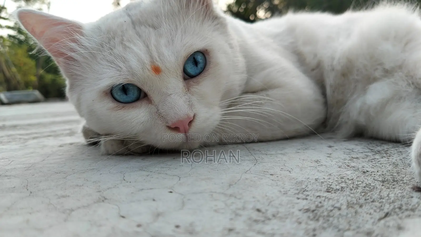 Turkish Angora Blue Eyes