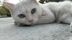 Turkish Angora Blue Eyes
