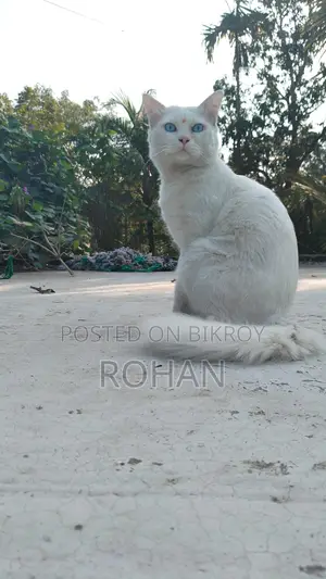 Turkish Angora Blue Eyes