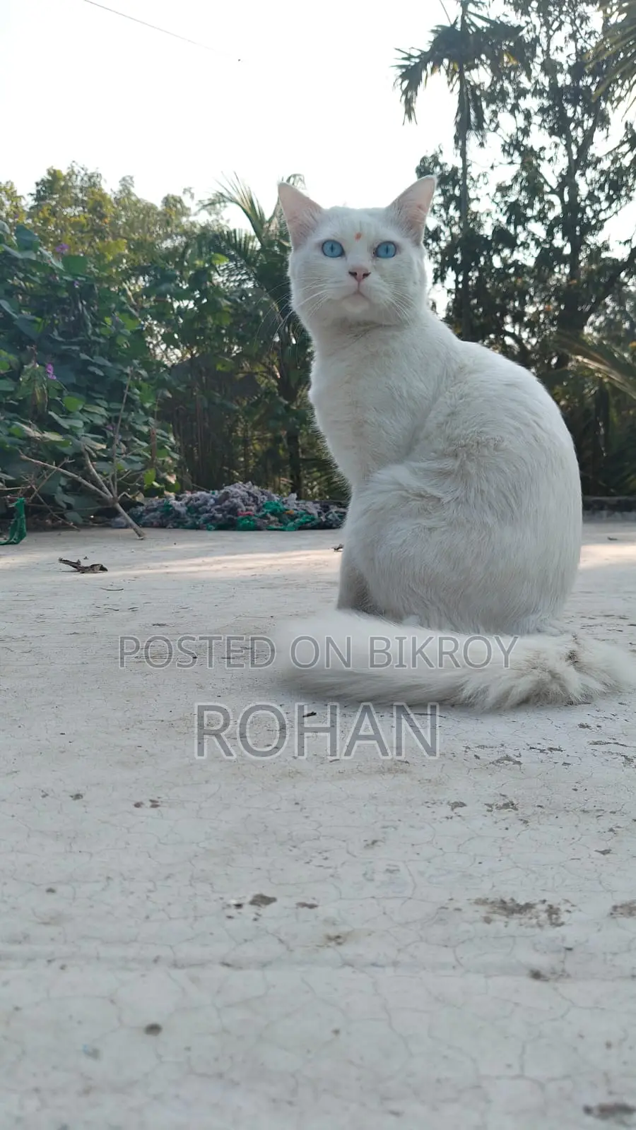 Turkish Angora Blue Eyes