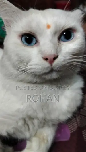 Turkish Angora Blue Eyes