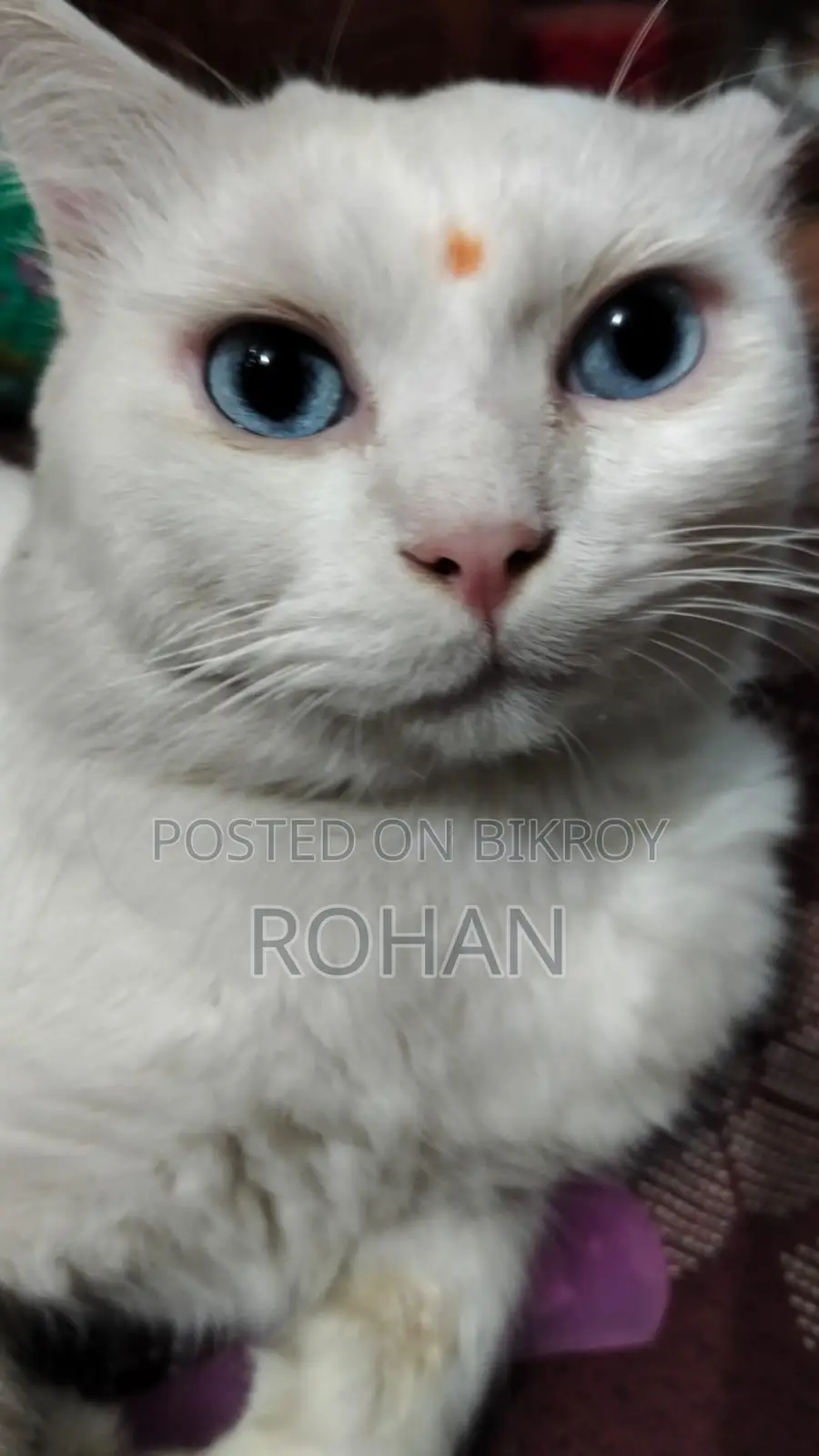 Turkish Angora Blue Eyes